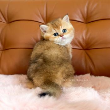 chaton British Shorthair black golden ticked tabby Chojun (sh foncé) Chatterie Nekobaa