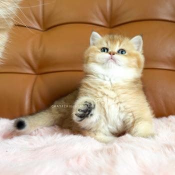 chaton British Shorthair black golden ticked tabby Chojun (sh foncé) Chatterie Nekobaa