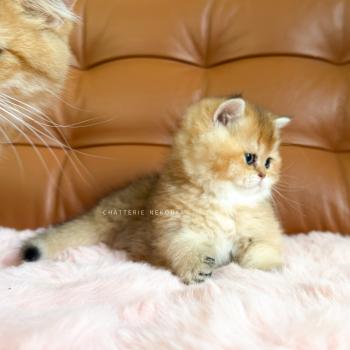 chaton British Shorthair black golden ticked tabby Chojun (sh foncé) Chatterie Nekobaa