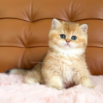 Chojun (sh foncé) Mâle British Shorthair