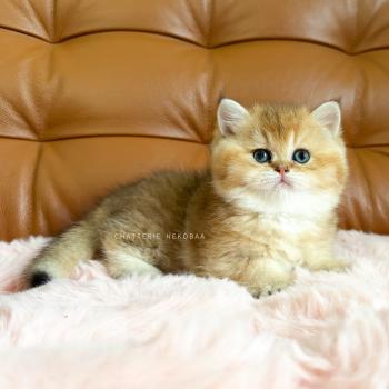 chaton British Shorthair black golden ticked tabby Chojun (sh foncé) Chatterie Nekobaa