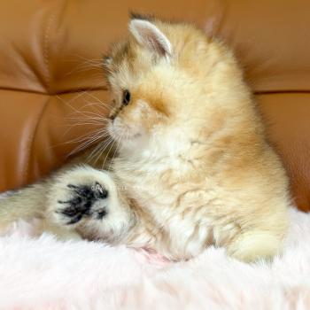 chaton British Shorthair black golden ticked tabby Chojun (sh foncé) Chatterie Nekobaa