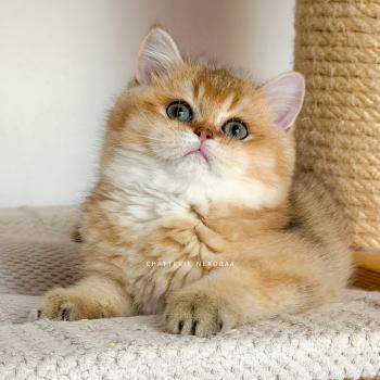 chat British Shorthair black golden ticked tabby Bibendum Chojun Chatterie Nekobaa