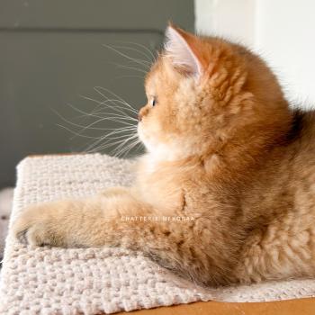 chat British Shorthair black golden ticked tabby Bibendum Chojun Chatterie Nekobaa