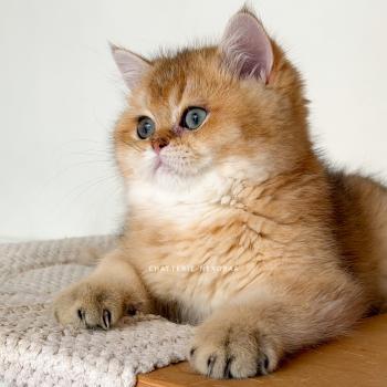 chat British Shorthair black golden ticked tabby Bibendum Chojun Chatterie Nekobaa