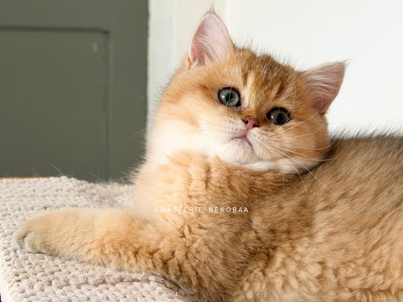 Bibendum Chojun Mâle British Shorthair