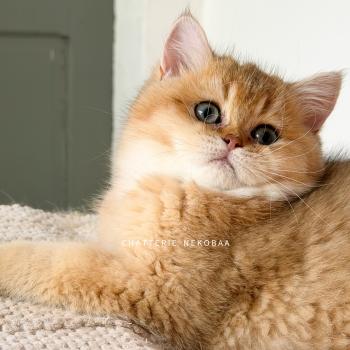 Bibendum Chojun Mâle British Shorthair