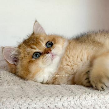 chat British Shorthair black golden ticked tabby Bibendum Chojun Chatterie Nekobaa