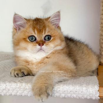 chat British Shorthair black golden ticked tabby Bibendum Chojun Chatterie Nekobaa