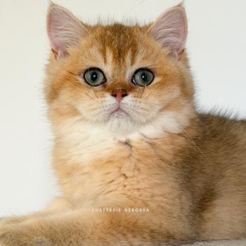 chaton British Shorthair black golden ticked tabby Bibendum Chojun Chatterie Nekobaa
