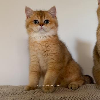 chaton British Shorthair black golden ticked tabby Bibendum Chojun Chatterie Nekobaa