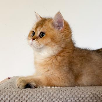 chaton British Shorthair black golden ticked tabby Bibendum Chojun Chatterie Nekobaa