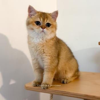 chaton British Shorthair black golden ticked tabby Bibendum Chojun Chatterie Nekobaa