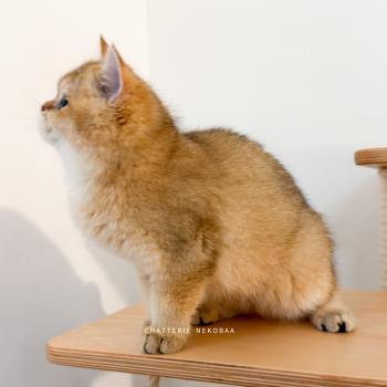chaton British Shorthair black golden ticked tabby Bibendum Chojun Chatterie Nekobaa