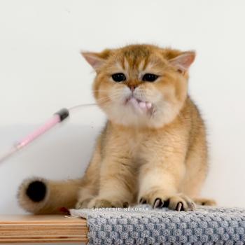chaton British Shorthair black golden ticked tabby Bibendum Chojun Chatterie Nekobaa
