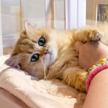 chat British Longhair black golden shaded Dameboshi Chatterie Nekobaa