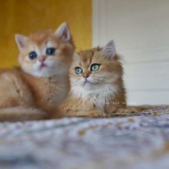 chat British Longhair black golden shaded Dameboshi Chatterie Nekobaa chat British Longhair black golden shaded Dameboshi Chatterie Nekobaa