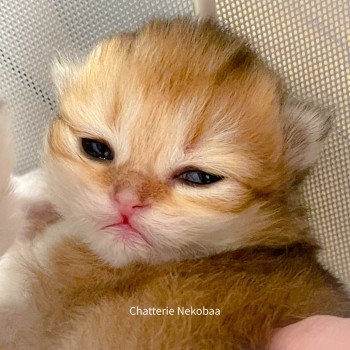 chaton British Shorthair golden ticked tabby Dameboshi Chatterie Nekobaa