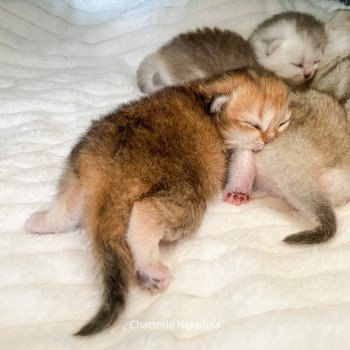 chaton British Shorthair golden ticked tabby Dameboshi Chatterie Nekobaa