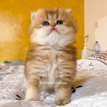 chaton British Longhair brown (black golden) ticked tabby Dameboshi Chatterie Nekobaa