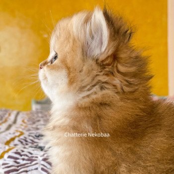 chaton British Longhair brown (black golden) ticked tabby Dameboshi Chatterie Nekobaa