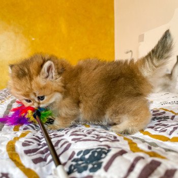 chaton British Longhair brown (black golden) ticked tabby Dameboshi Chatterie Nekobaa