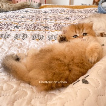 chaton British Longhair brown (black golden) ticked tabby Dameboshi Chatterie Nekobaa