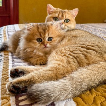 chaton British Longhair brown (black golden) ticked tabby Dameboshi Chatterie Nekobaa