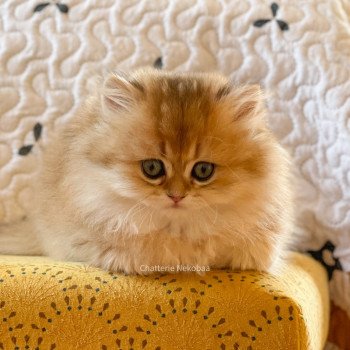 chaton British Longhair brown (black golden) ticked tabby Dameboshi Chatterie Nekobaa