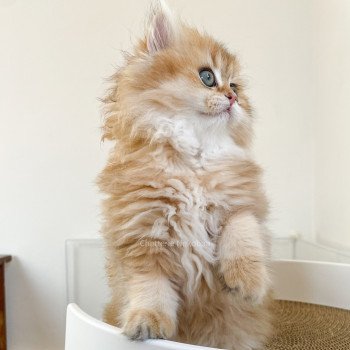 chaton British Longhair brown (black golden) ticked tabby Dameboshi Chatterie Nekobaa