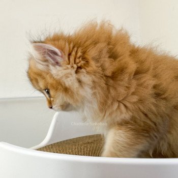 chaton British Longhair brown (black golden) ticked tabby Dameboshi Chatterie Nekobaa