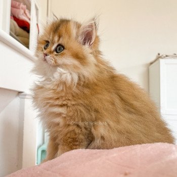 chaton British Longhair brown (black golden) ticked tabby Dameboshi Chatterie Nekobaa