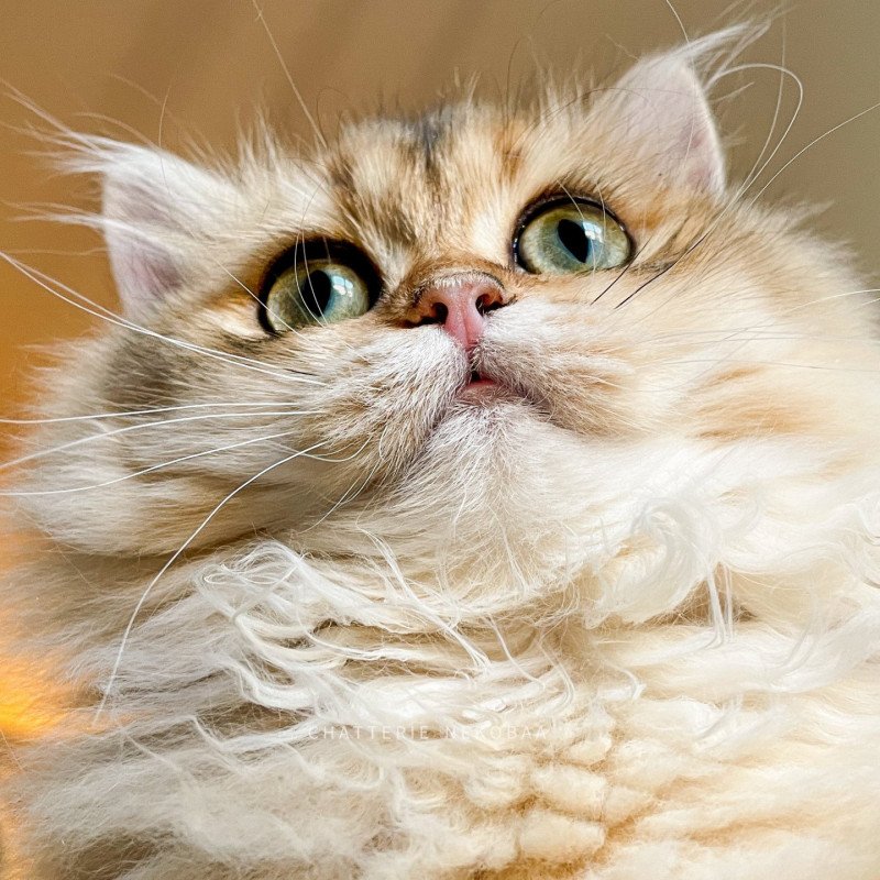 Dameboshi Femelle British Longhair Dameboshi Femelle British Longhair