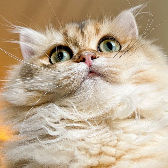 Dameboshi Femelle British Longhair