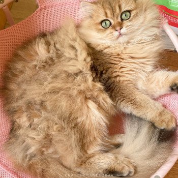 chat British Longhair black golden shaded Dameboshi Chatterie Nekobaa