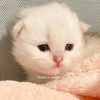 chaton British Longhair silver blotched tabby Dawa Chatterie Nekobaa