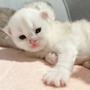 chaton British Longhair silver blotched tabby Dawa Chatterie Nekobaa