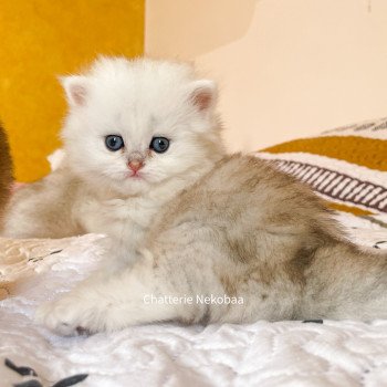 chaton British Longhair blue silver blotched tabby Dawa Chatterie Nekobaa