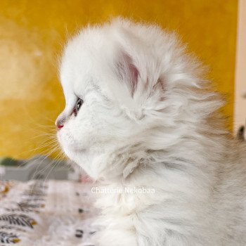 chaton British Longhair blue silver blotched tabby Dawa Chatterie Nekobaa