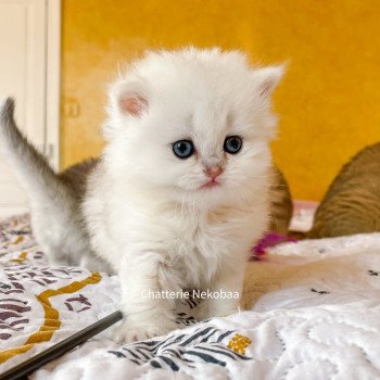 chaton British Longhair blue silver blotched tabby Dawa Chatterie Nekobaa