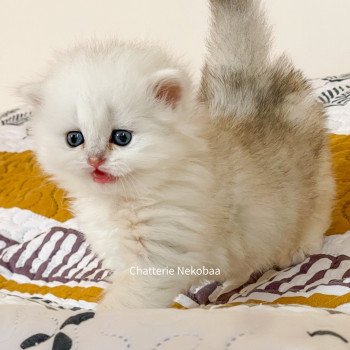 chaton British Longhair blue silver blotched tabby Dawa Chatterie Nekobaa