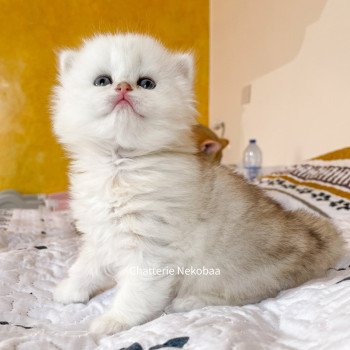 chaton British Longhair blue silver blotched tabby Dawa Chatterie Nekobaa