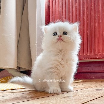 chaton British Longhair blue silver blotched tabby Dawa Chatterie Nekobaa