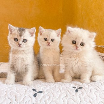 chaton British Longhair blue silver blotched tabby Dawa Chatterie Nekobaa