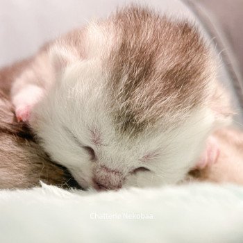chaton British Shorthair silver ticked tabby Deidara Chatterie Nekobaa chaton British Shorthair silver ticked tabby Deidara Chatterie Nekobaa