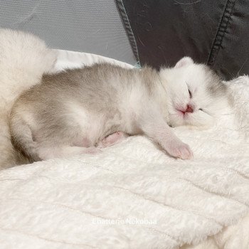 chaton British Shorthair silver ticked tabby Deidara Chatterie Nekobaa chaton British Shorthair silver ticked tabby Deidara Chatterie Nekobaa