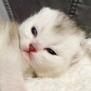 chaton British Shorthair silver ticked tabby Deidara Chatterie Nekobaa