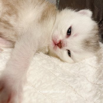 chaton British Shorthair silver ticked tabby Deidara Chatterie Nekobaa chaton British Shorthair silver ticked tabby Deidara Chatterie Nekobaa