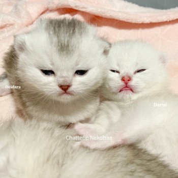 chaton British Shorthair silver ticked tabby Deidara Chatterie Nekobaa chaton British Shorthair silver ticked tabby Deidara Chatterie Nekobaa