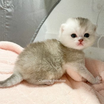 chaton British Shorthair silver ticked tabby Deidara Chatterie Nekobaa chaton British Shorthair silver ticked tabby Deidara Chatterie Nekobaa